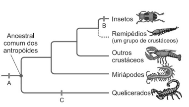 Diagrama Do Filo Artropodes