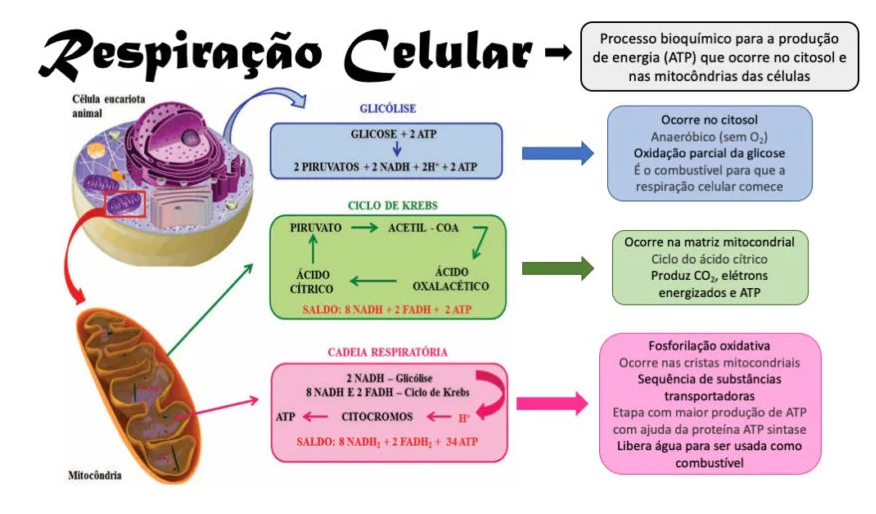 Etapas De Fosforilacao Oxidativa Respiração Celular: Como Funciona,