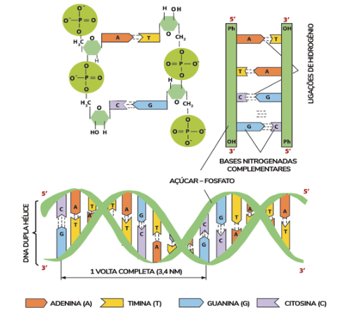 Funcao De Acidos Nucleicos OS ÁCIDOS NUCLÉICOS – DNA / RNA Ser