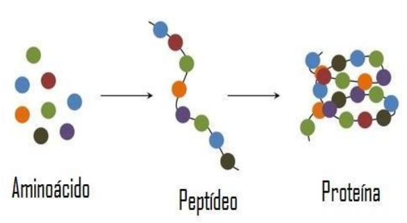 Proteinas Aminoacidos E Peptideos