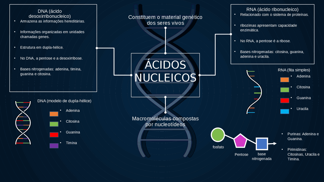 Metáfase - Conceito e o que é, image size:1280x720