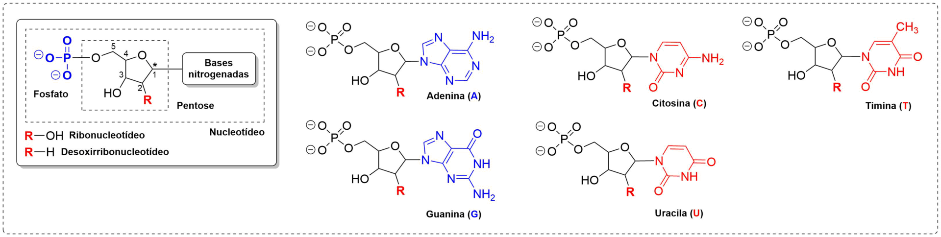 Replicação, Transcrição e Tradução | PDF | RNA | Ribossomo, image size:1920x484