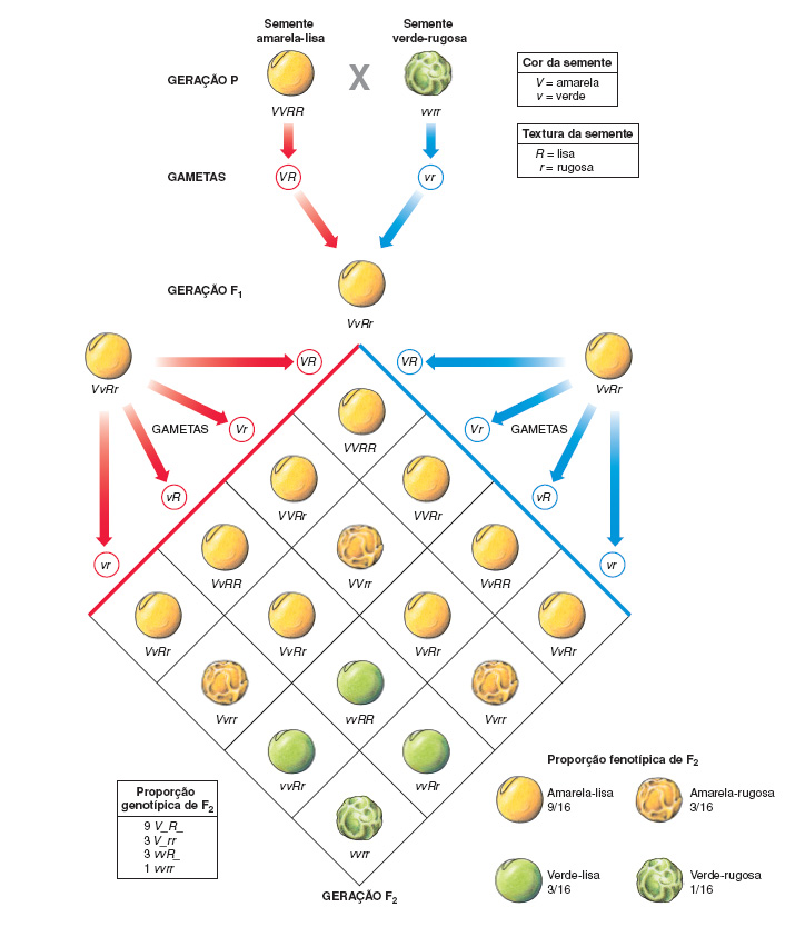 Lei Da Segregacao Meiose