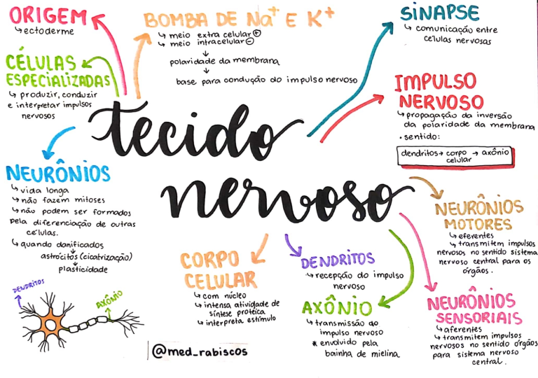 Tipos De Tecido Nervoso Sistema Nervoso Centrale Wikipedia