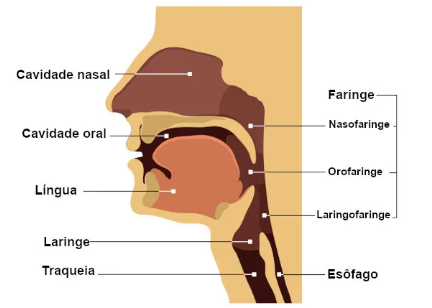 Faringe Laringe Traqueia Esofago