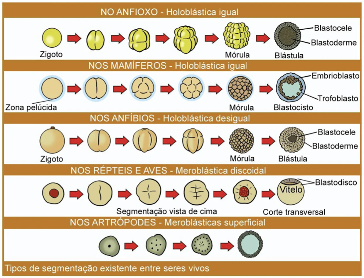 Estagios De Desenvolvimento Do Zigoto Humano Zigoto Wikiwand