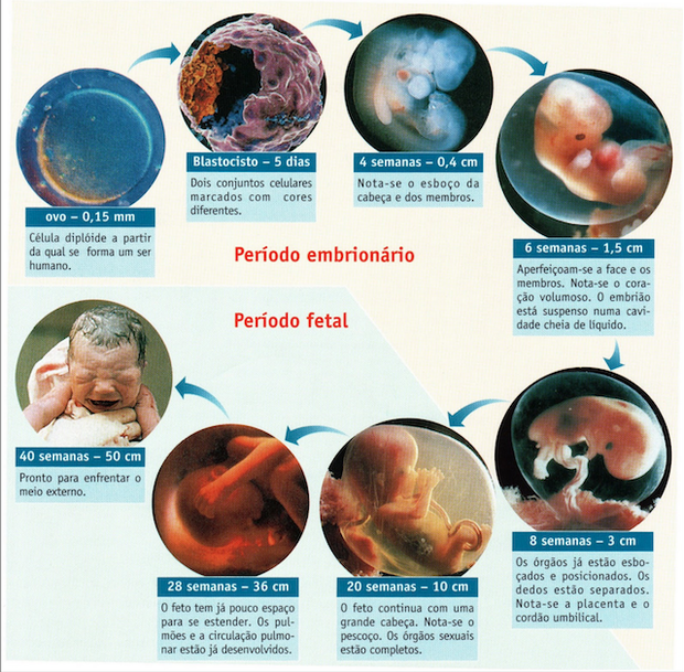 Cronograma De Desenvolvimento Do Embriao Humano Fertilização Humana