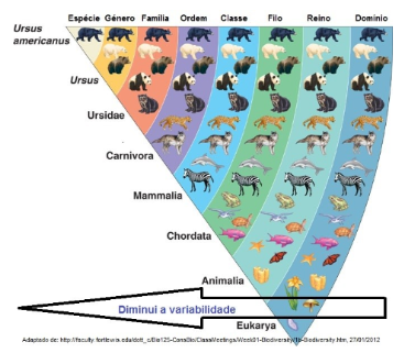 Dominio Reino Filo Classe Ordem Familia Genero Grafico De Especies