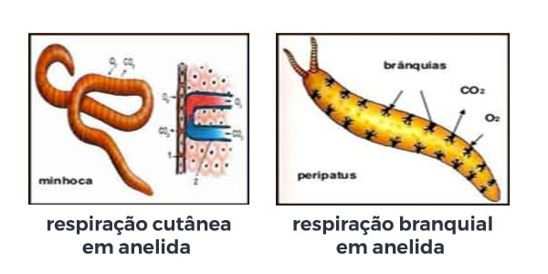 Sistema Respiratorio De Minhoca