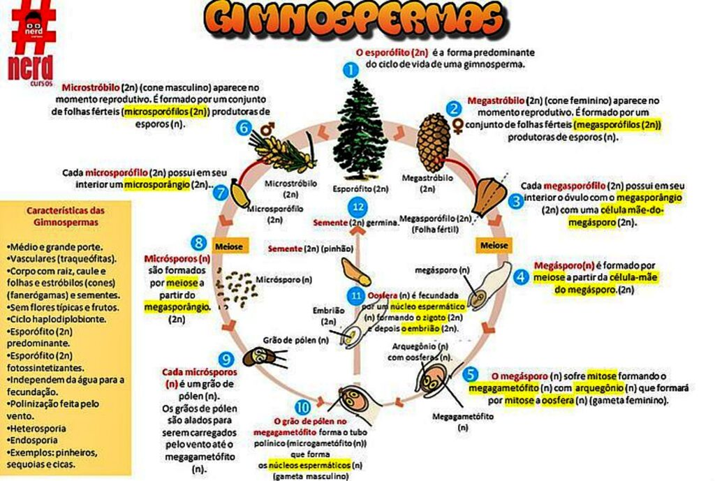 Ciclo De Vida Das Angiospermas Exemplos E Caractersticas Angiospermas: