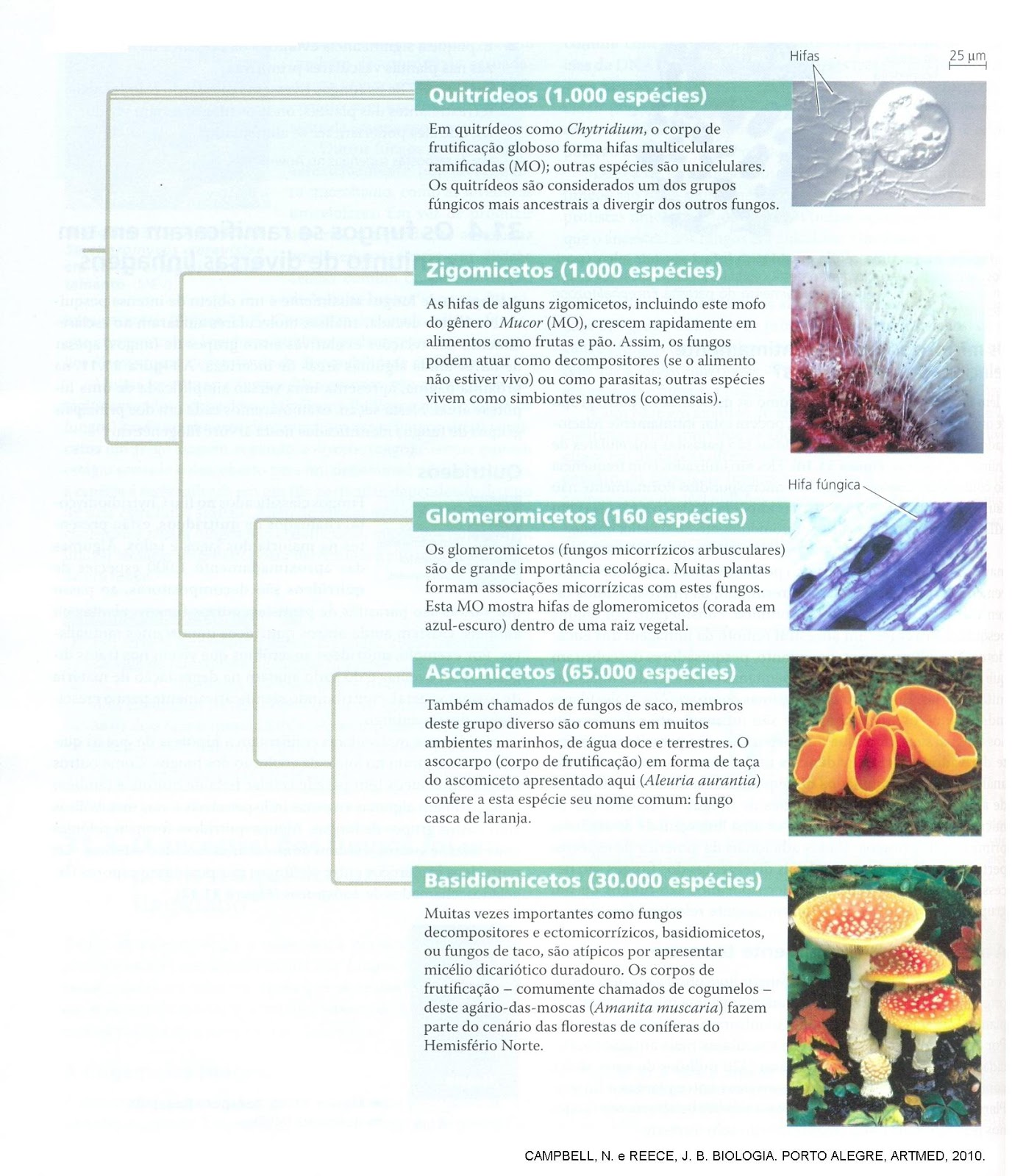 Resumo de Reino Fungi e Micoses, image size:1376x1600