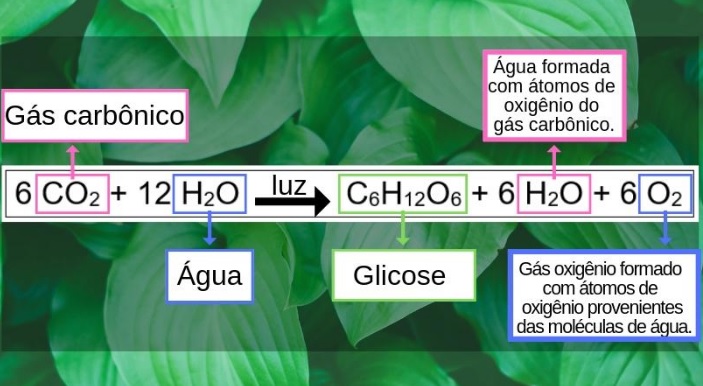 Fotossíntese e Quimiossíntese: Resumo para o Enem - Planejativo