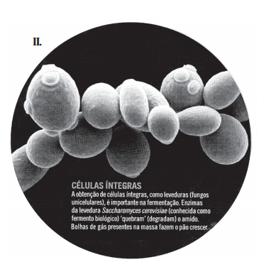 Celula De Fungo Reino Fungi: Características, Grupos E Importância